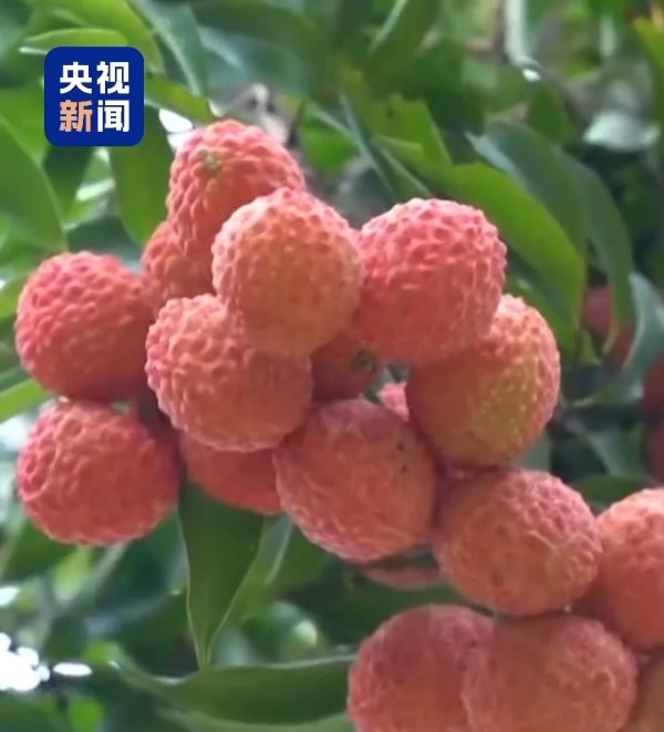 聚富人 “粤”上新台阶丨水果千千万 广东人为何“独宠”荔枝？