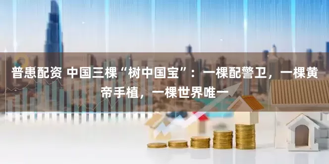 普患配资 中国三棵“树中国宝”：一棵配警卫，一棵黄帝手植，一棵世界唯一